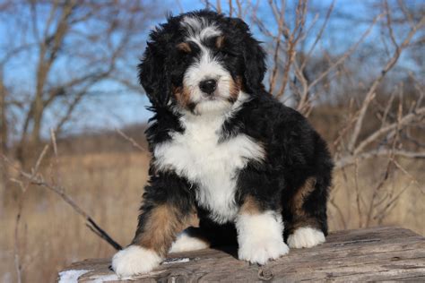 lancaster bernedoodles|standard bernedoodle puppies for sale.